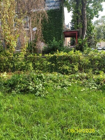 Fence Line Overgrowth before - Landscaping